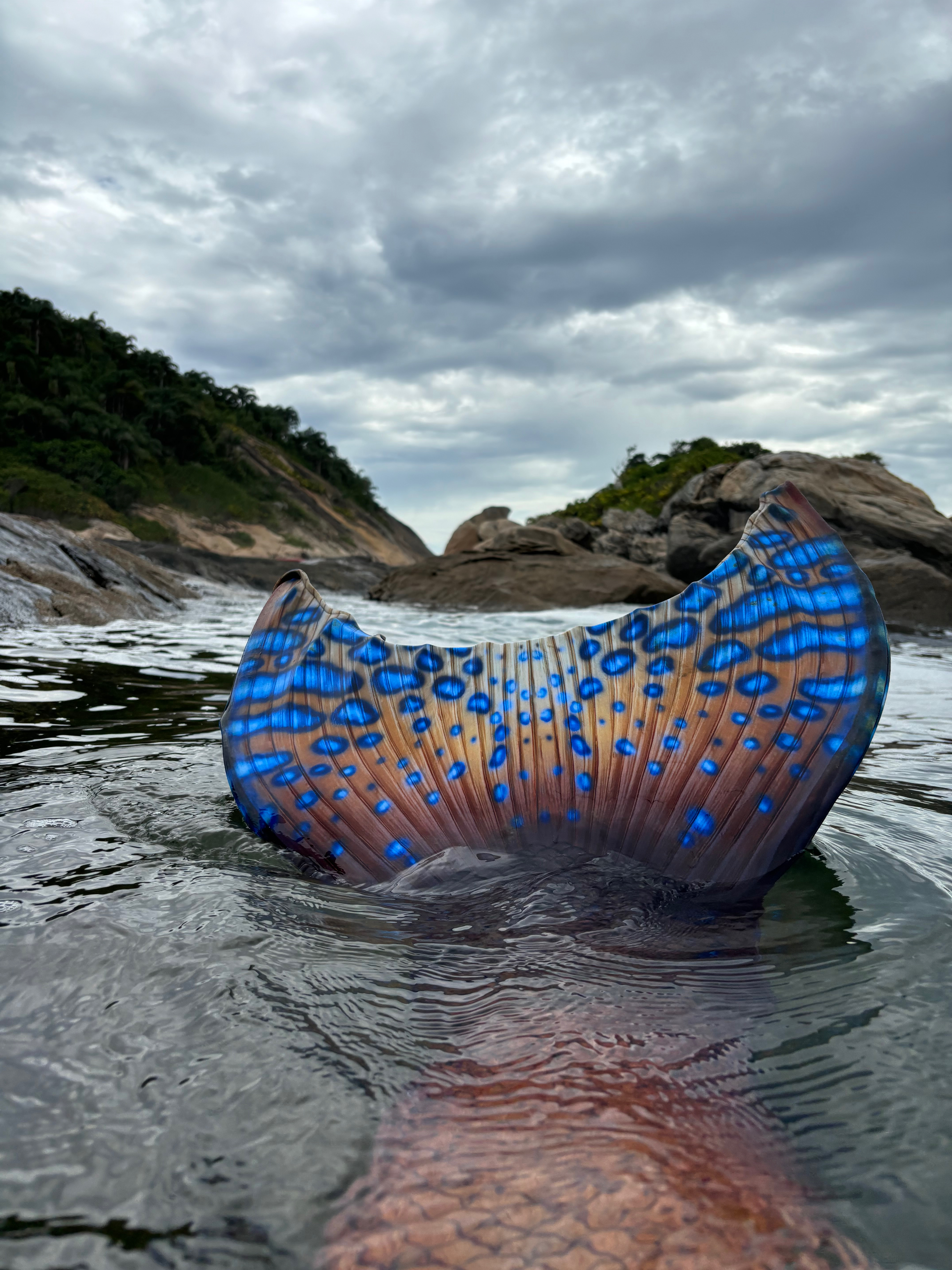 Programa PADI Mermaid