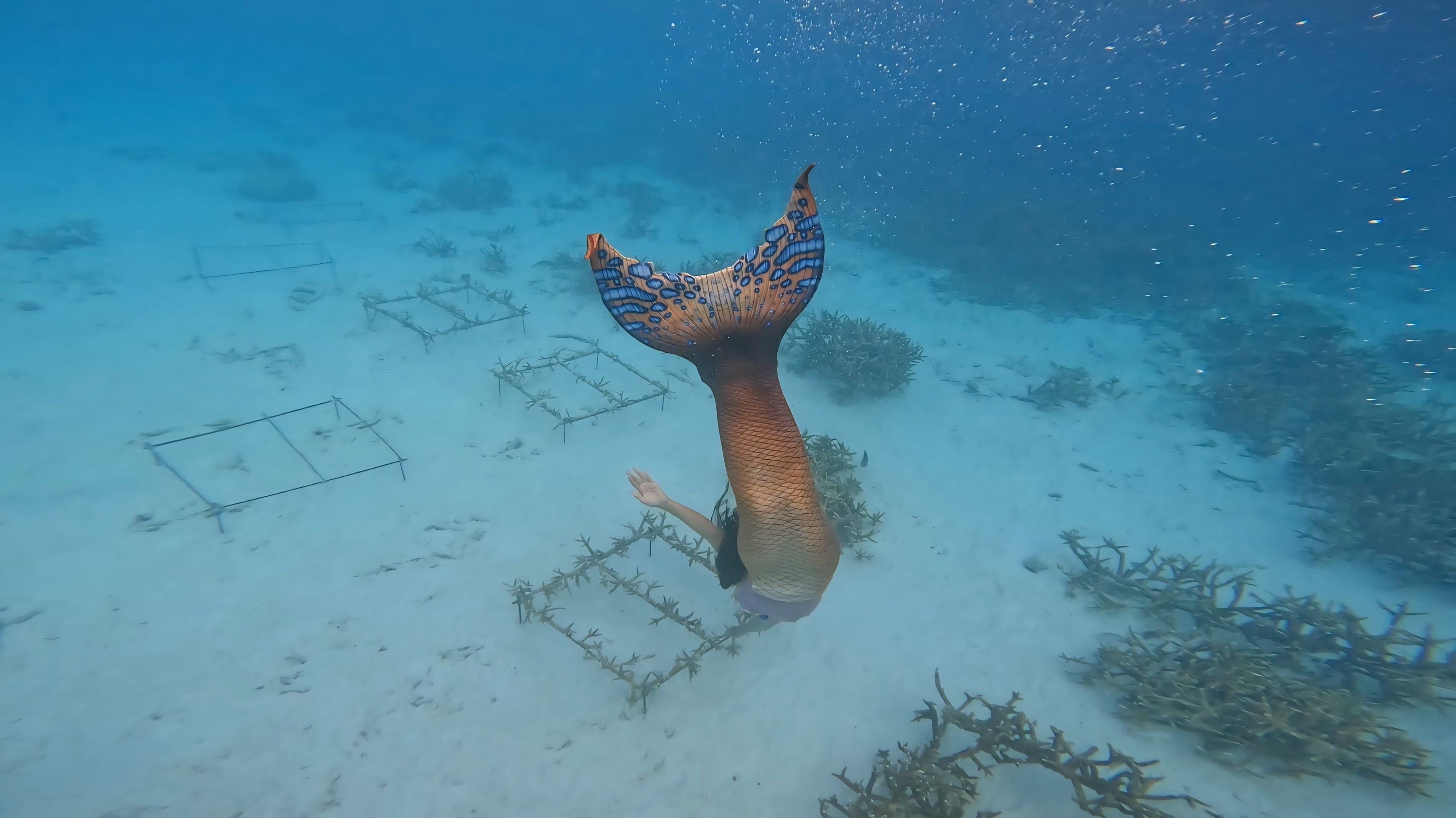 Programa PADI Mermaid